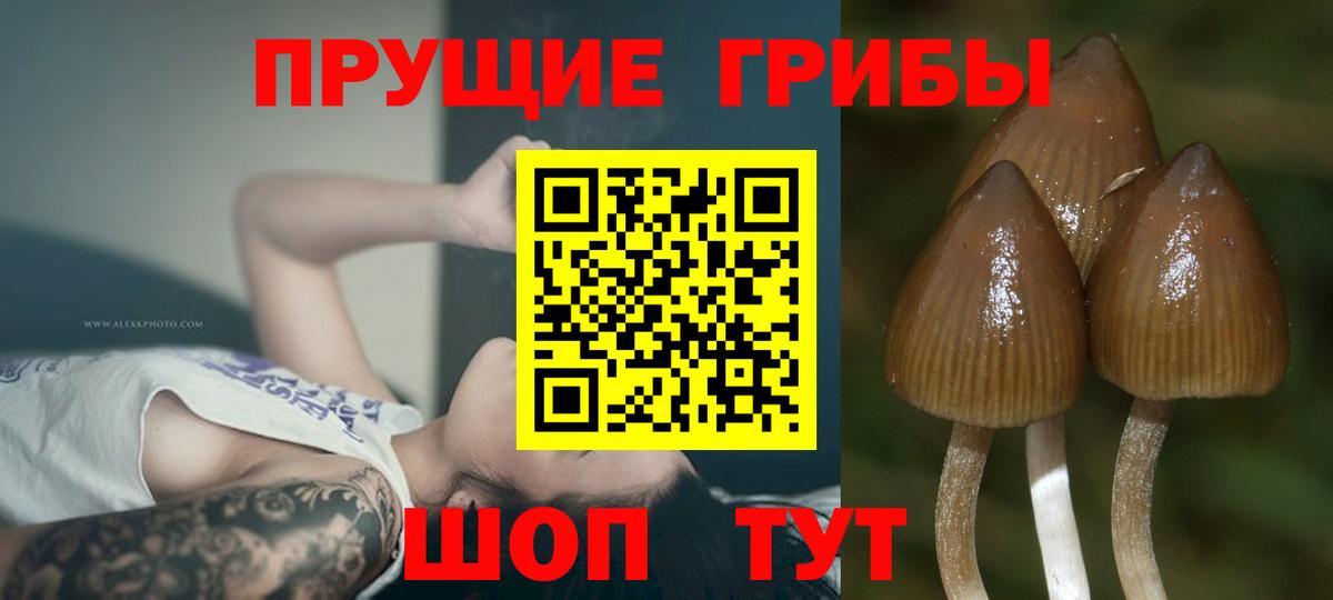 Новосибирск  Псилоцибиновые грибы GOLDEN TEACHER  Псилоцибиновые грибы мицелий  Вход с VPN 